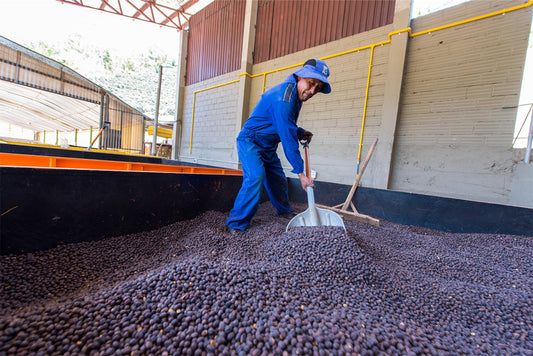 Single Origin Limited Releases - September 2024