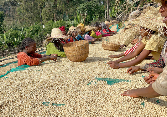 Single Origin Limited Releases - March 2024