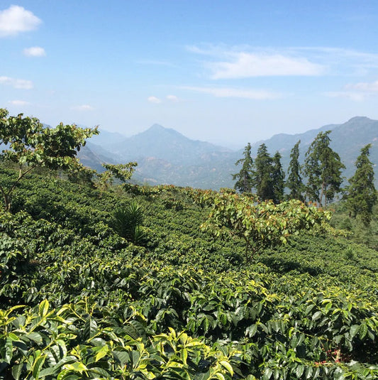 Single Origin Limited Releases - June 2024