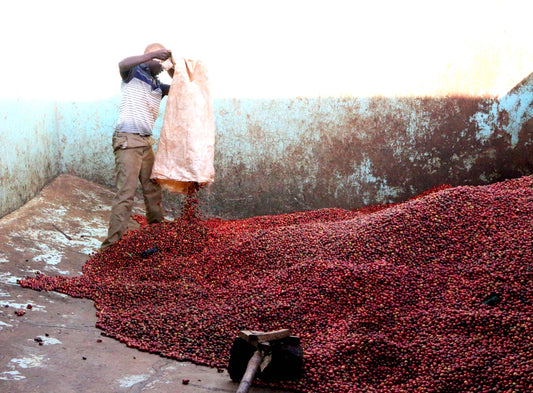 Single Origin Limited Releases - April 2024