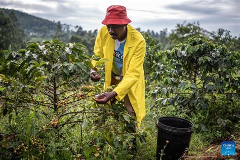 Single Origin Limited Releases - August 2025