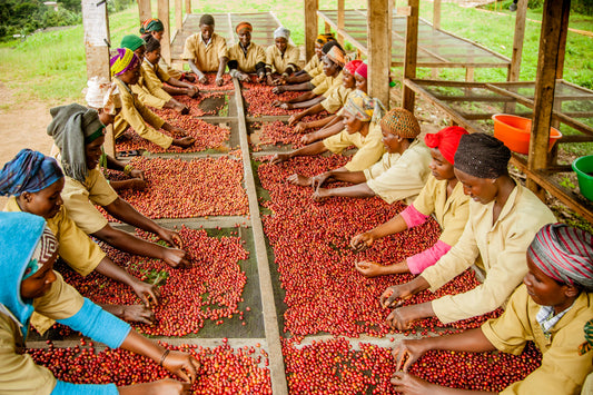 Single Origin Limited Releases - May 2024