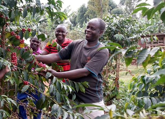 Single Origin Limited Releases - August 2024