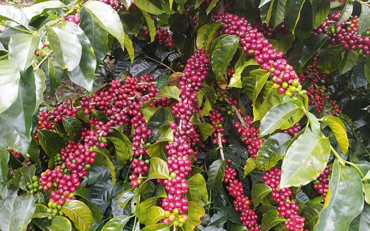 Single Origin Limited Releases - March 2025