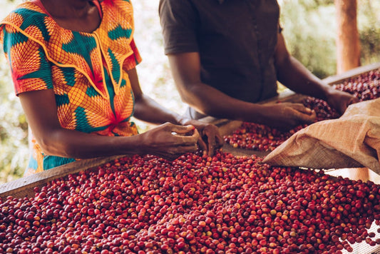 Single Origin Limited Releases - May 2025