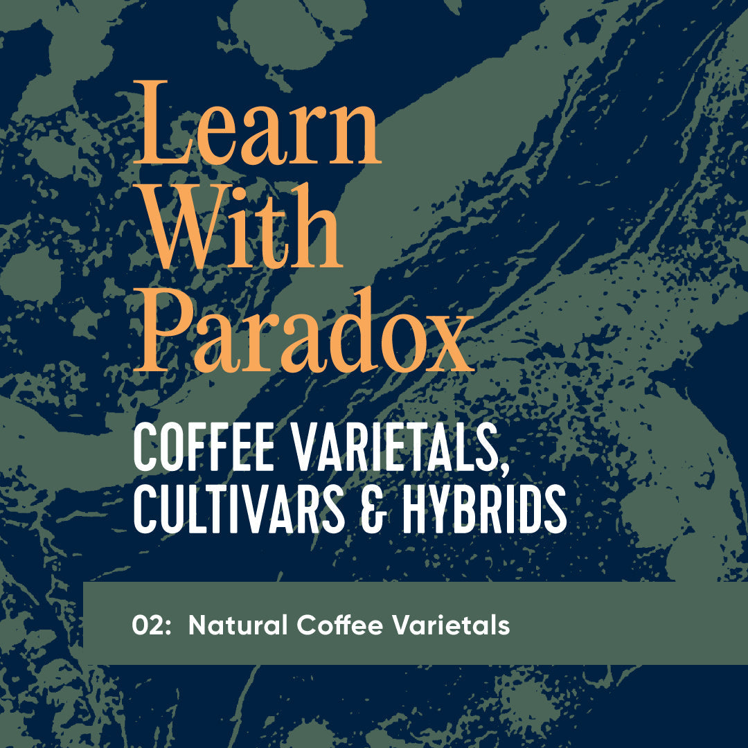 Coffee Varietals, Cultivars and Hybrids.