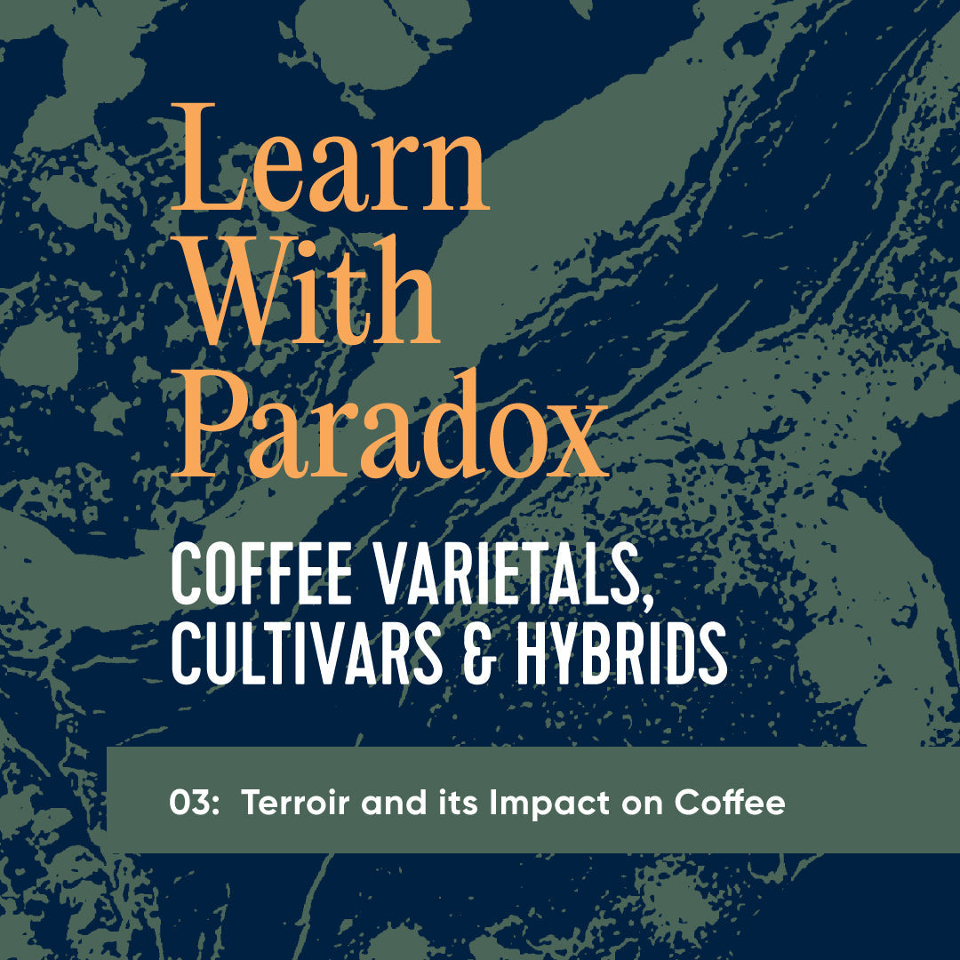 Coffee Processing - Coffee Varietals, Cultivars & Hybrids