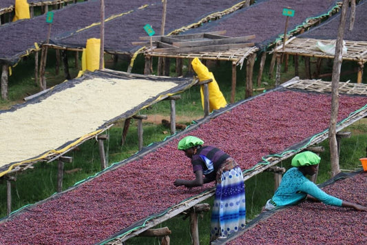 Single Origin Limited Releases - June 2025