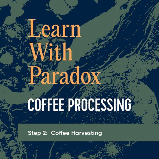 Coffee Processing - Coffee Harvesting