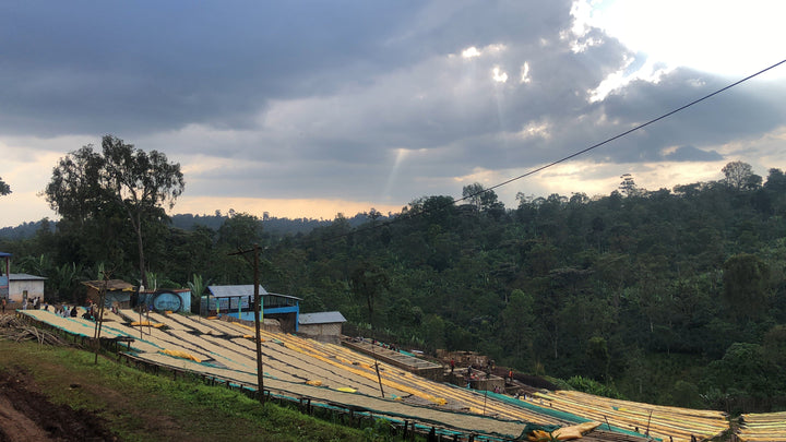 Single Origin Limited Releases - November 2025