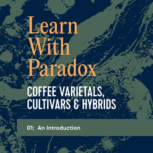 Coffee Processing - Coffee Bean Planting & Growth