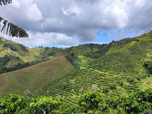 Single Origin Limited Releases - July 2025