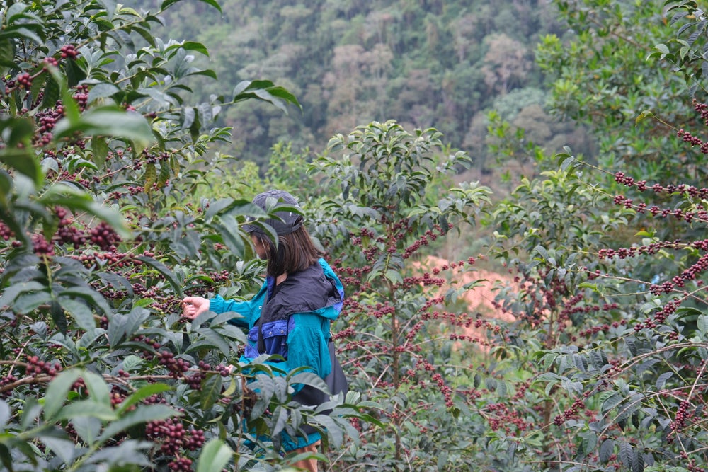 Single Origin Limited Releases - July 2026