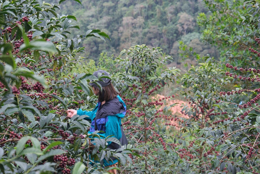 Single Origin Limited Releases - July 2026