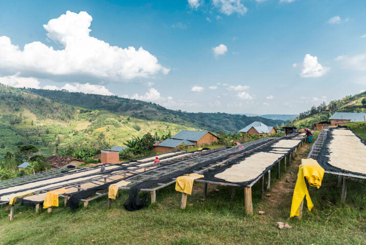 Single Origin Limited Releases - March 2026