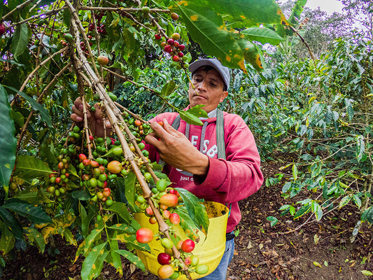 Single Origin Limited Releases - October 2024