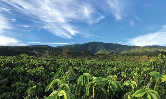 Coffee plants growing on a farm beneath forested hills