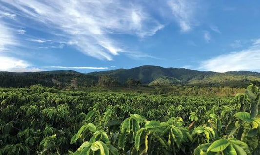 Coffee plants growing on a farm beneath forested hills