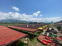 Single Origin Limited Releases - May 2026