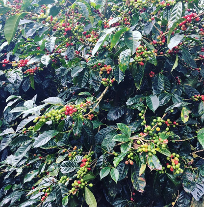 Panama Geisha - Limited Release - SOLD OUT